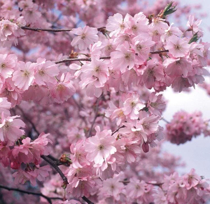 Accolade Pink Cherry Blossom Tree - Image 3