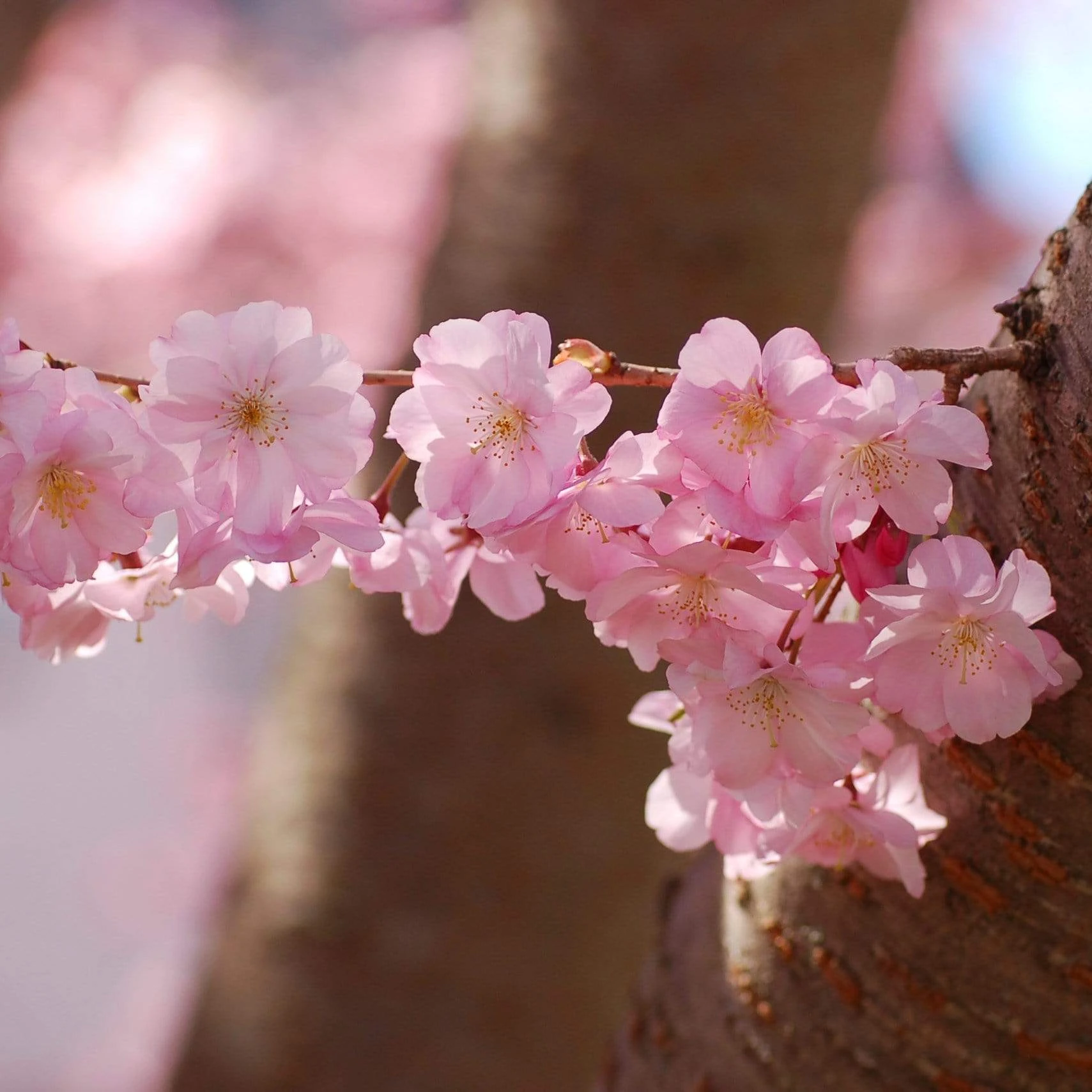 Accolade Pink Cherry Blossom Tree - Image 5
