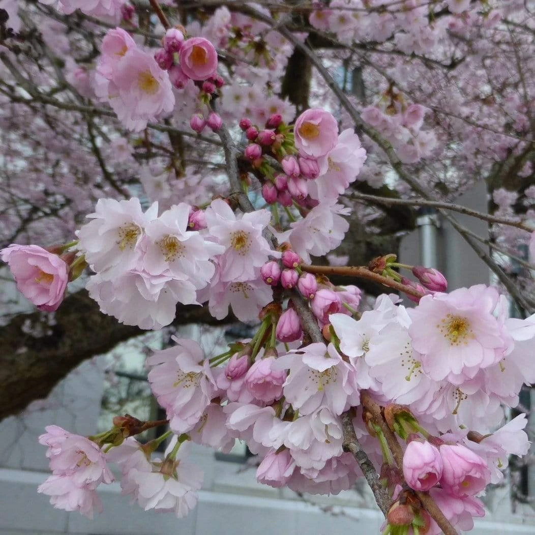 Accolade Pink Cherry Blossom Tree - Image 4