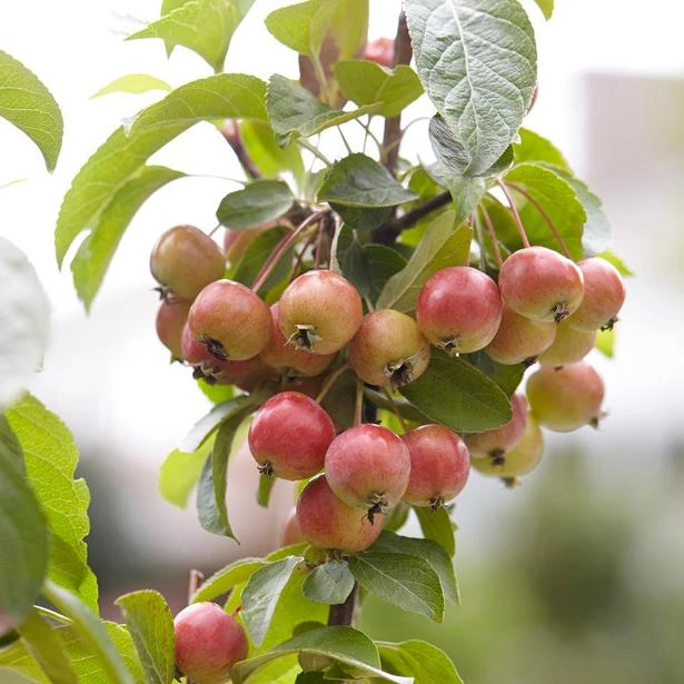 Japanese Crabapple Tree | Malus Floribunda - Image 4