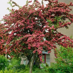 Red Hawthorn Tree | Crataegus Laevigata 'Paul's Scarlet'