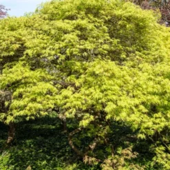 Green Weeping Japanese Maple Tree | Acer Palmatum 'Dissectum'