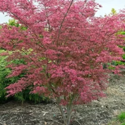 Variegated Japanese Maple Tree | Acer Palmatum 'Shirazz'