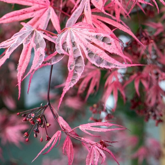 Variegated Japanese Maple Tree | Acer Palmatum 'Shirazz' - Image 3