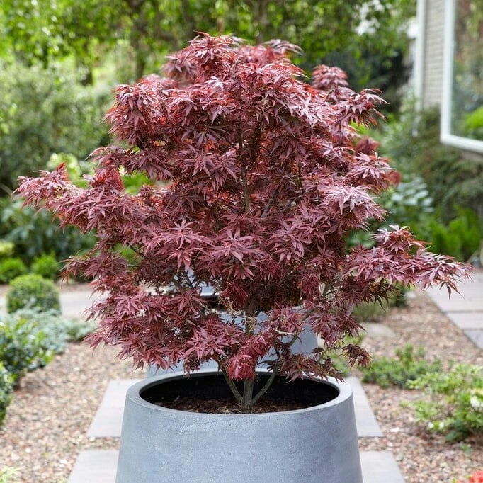 Purple Japanese Maple Tree | Acer Palmatum 'Atropurpureum' - Image 3