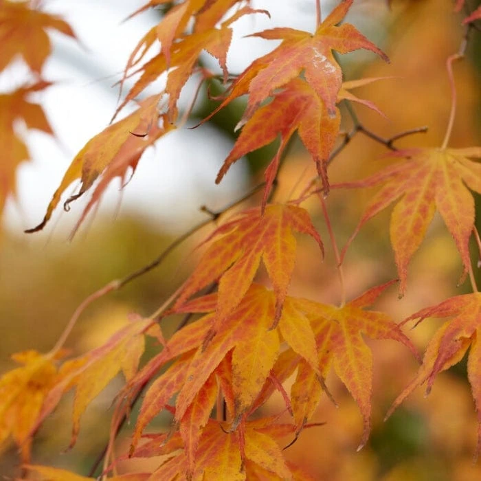 Purple Japanese Maple Tree | Acer Palmatum 'Atropurpureum' - Image 4