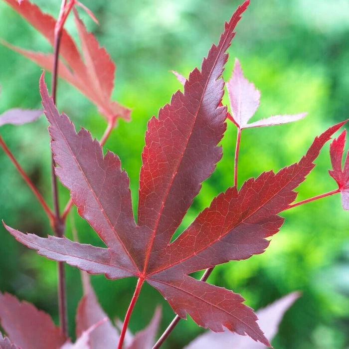 Purple Japanese Maple Tree | Acer Palmatum 'Atropurpureum' - Image 5
