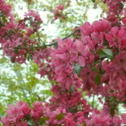 'Profusion Improved' Crabapple Tree | Malus Moerlandsii