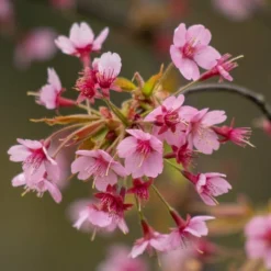 'Kursar' Dwarf Cherry Blossom Tree