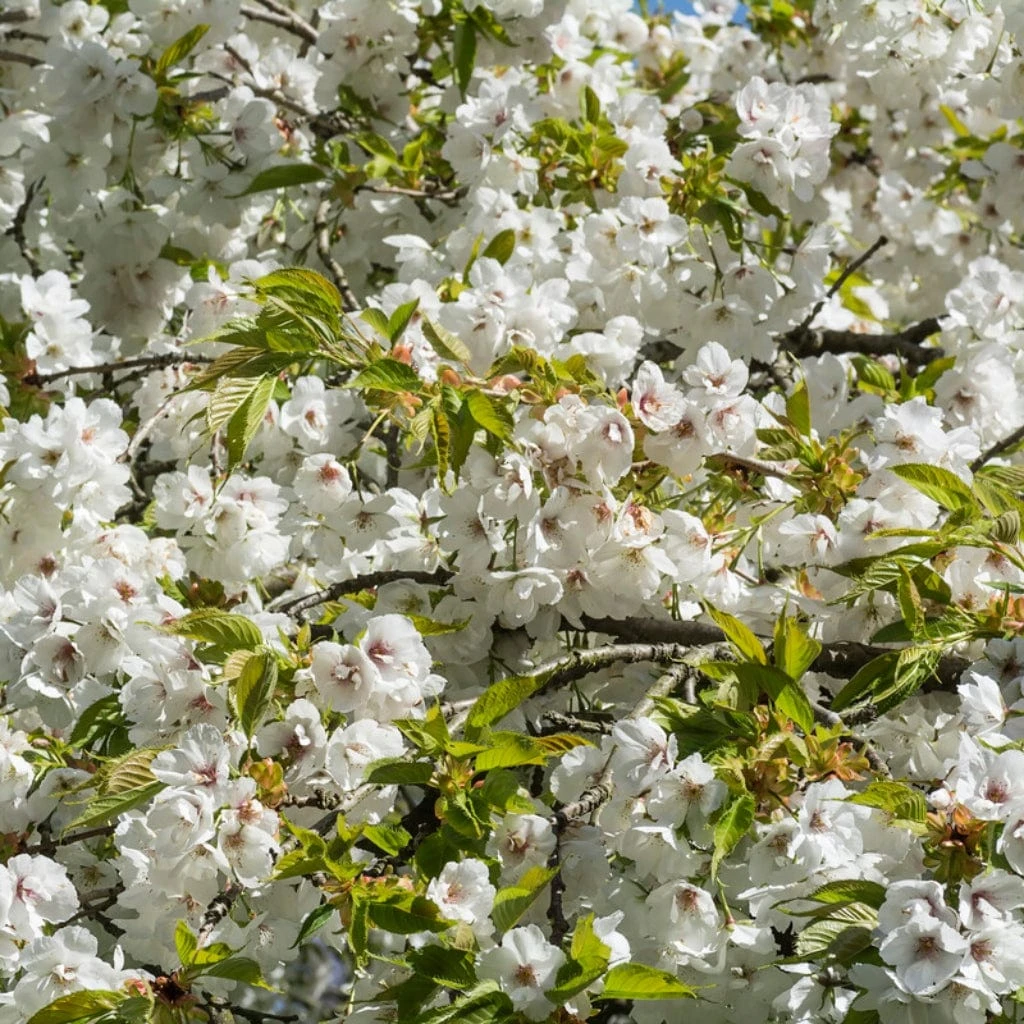 White Weeping Cherry Blossom Tree | Prunus Yedoensis 'Shidare Yoshino' - Image 2
