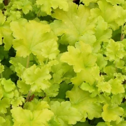 Heuchera 'Lime Marmalade'