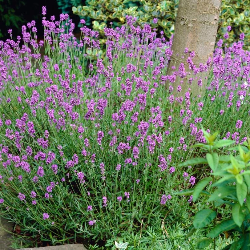 Lavender 'Hidcote Improved'