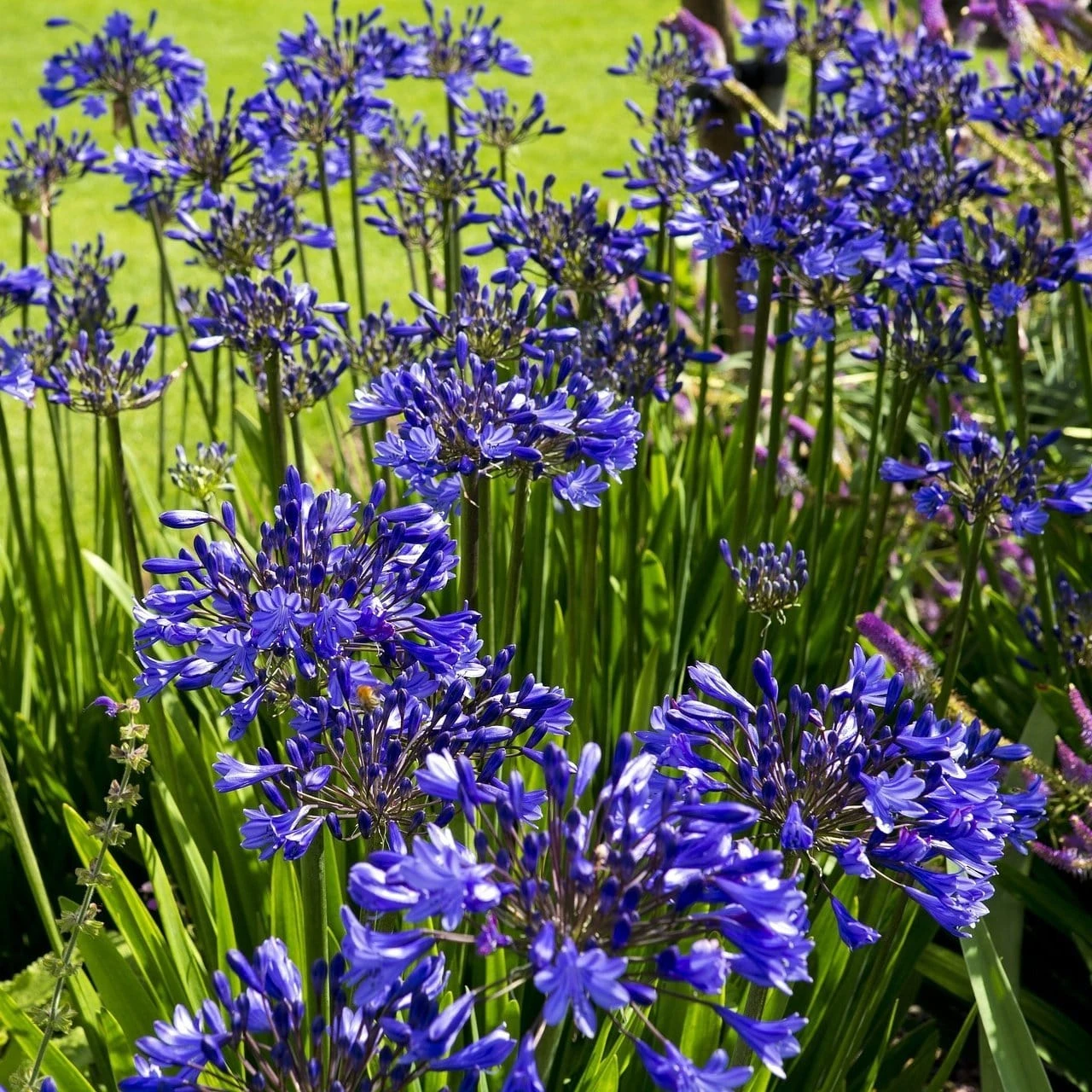 Agapanthus 'Lapis Lazuli' - Image 2