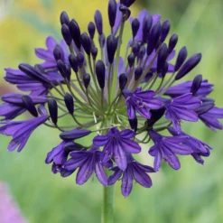 Agapanthus 'Royal Velvet'