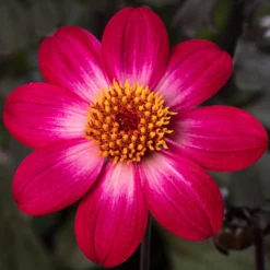Dahlia 'Dahlegria Magenta Bicolour'