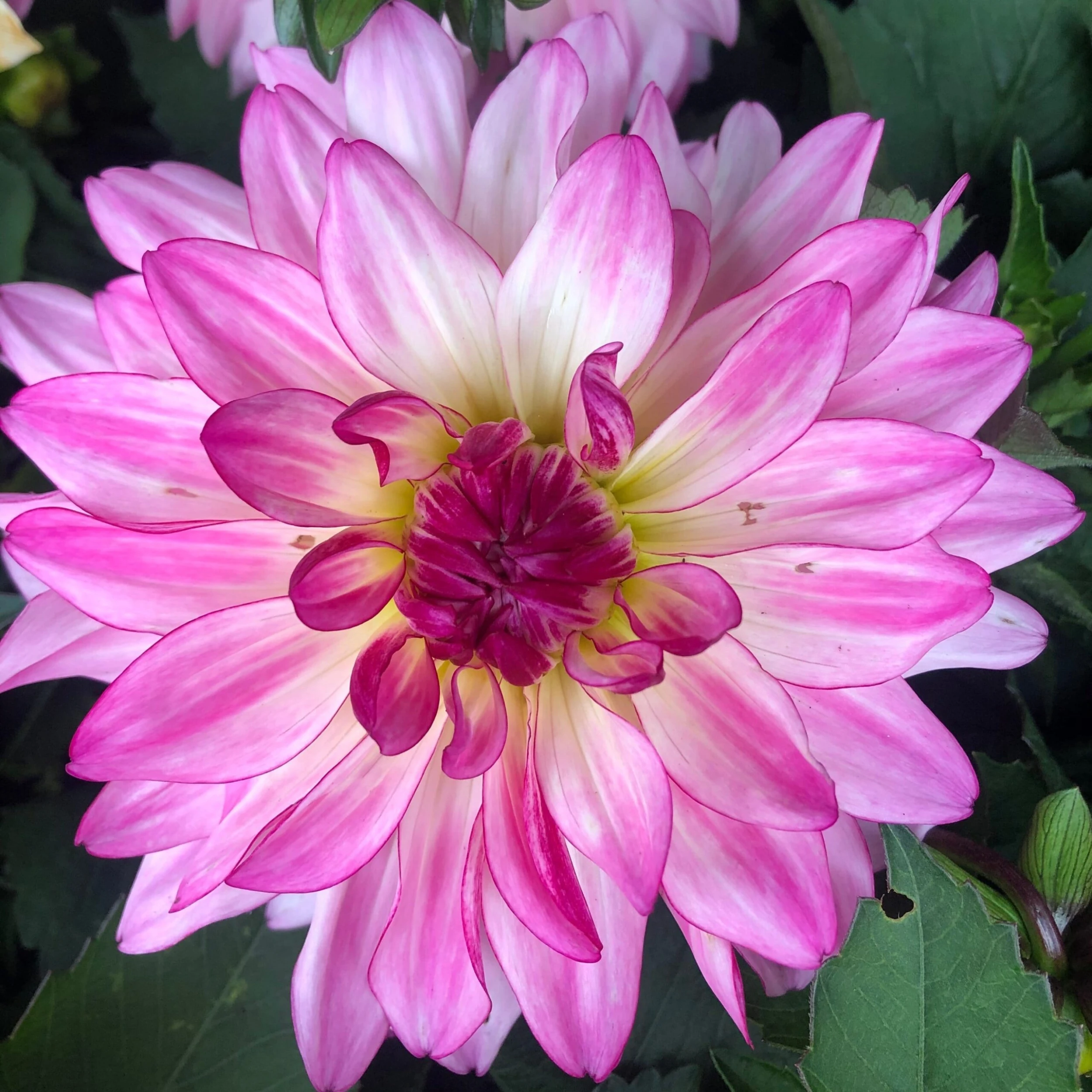 Dahlia 'Sincerity'