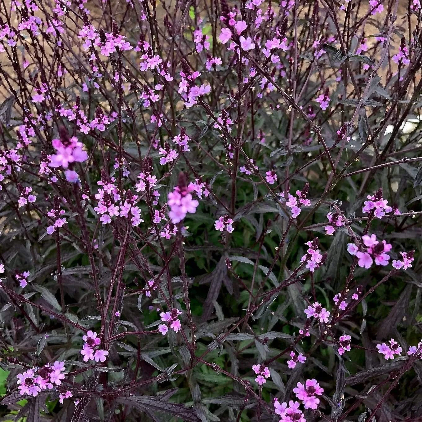 Verbena 'Bampton'