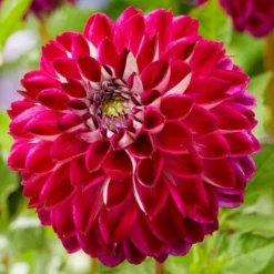 Dahlia 'Embassy'
