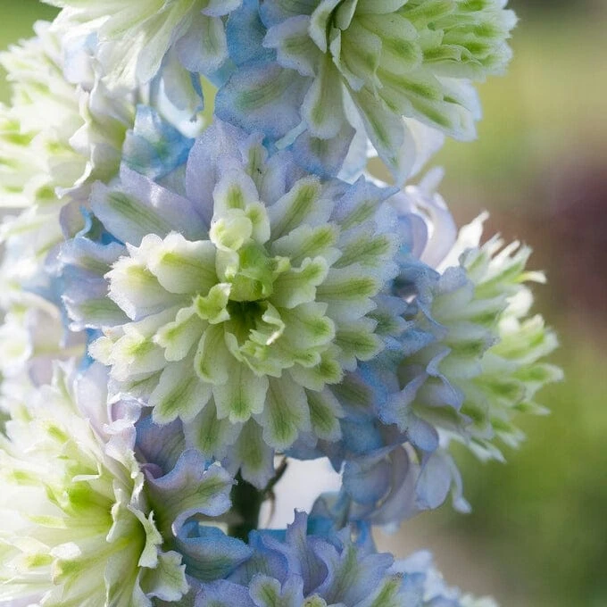 Delphinium 'Highlander Crystal Delight'