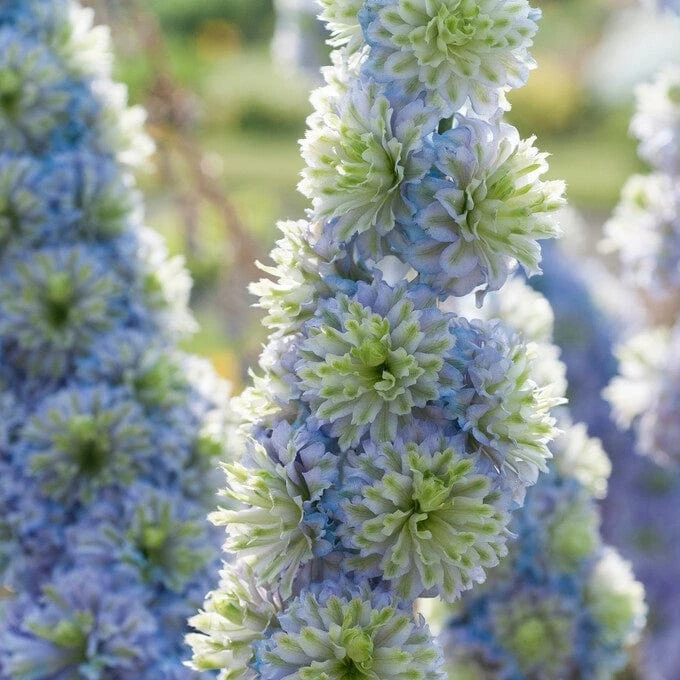 Delphinium 'Highlander Crystal Delight' - Image 2