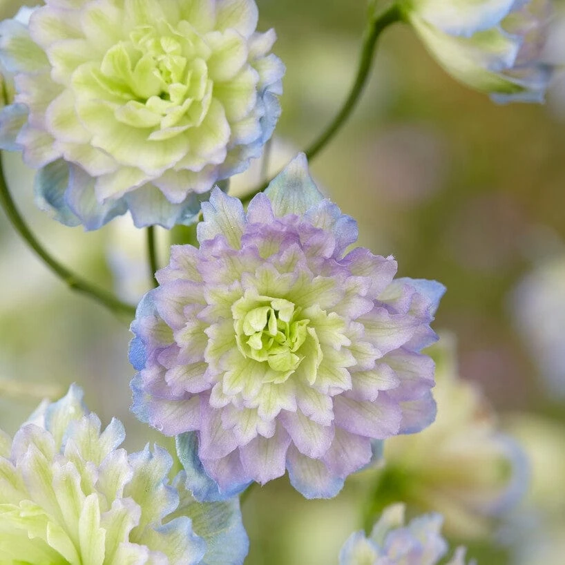 Delphinium 'Highlander Moonlight' - Image 2