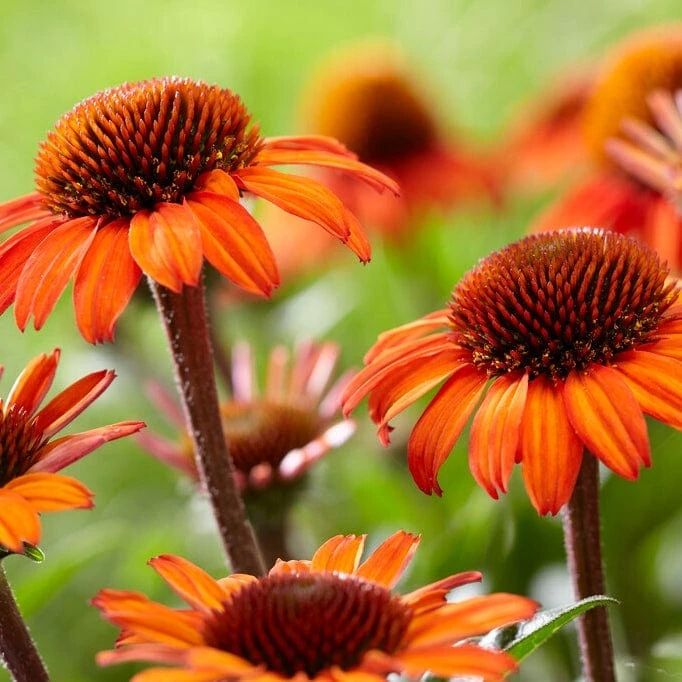 Echinacea 'SunSeekers Orange' - Image 2
