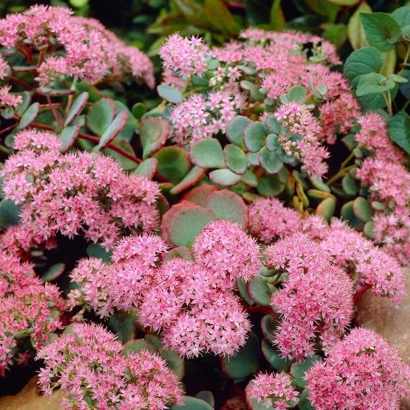 Sedum 'Rose Carpet' - Image 2