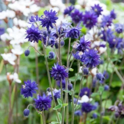 Aquilegia Barlow Blue