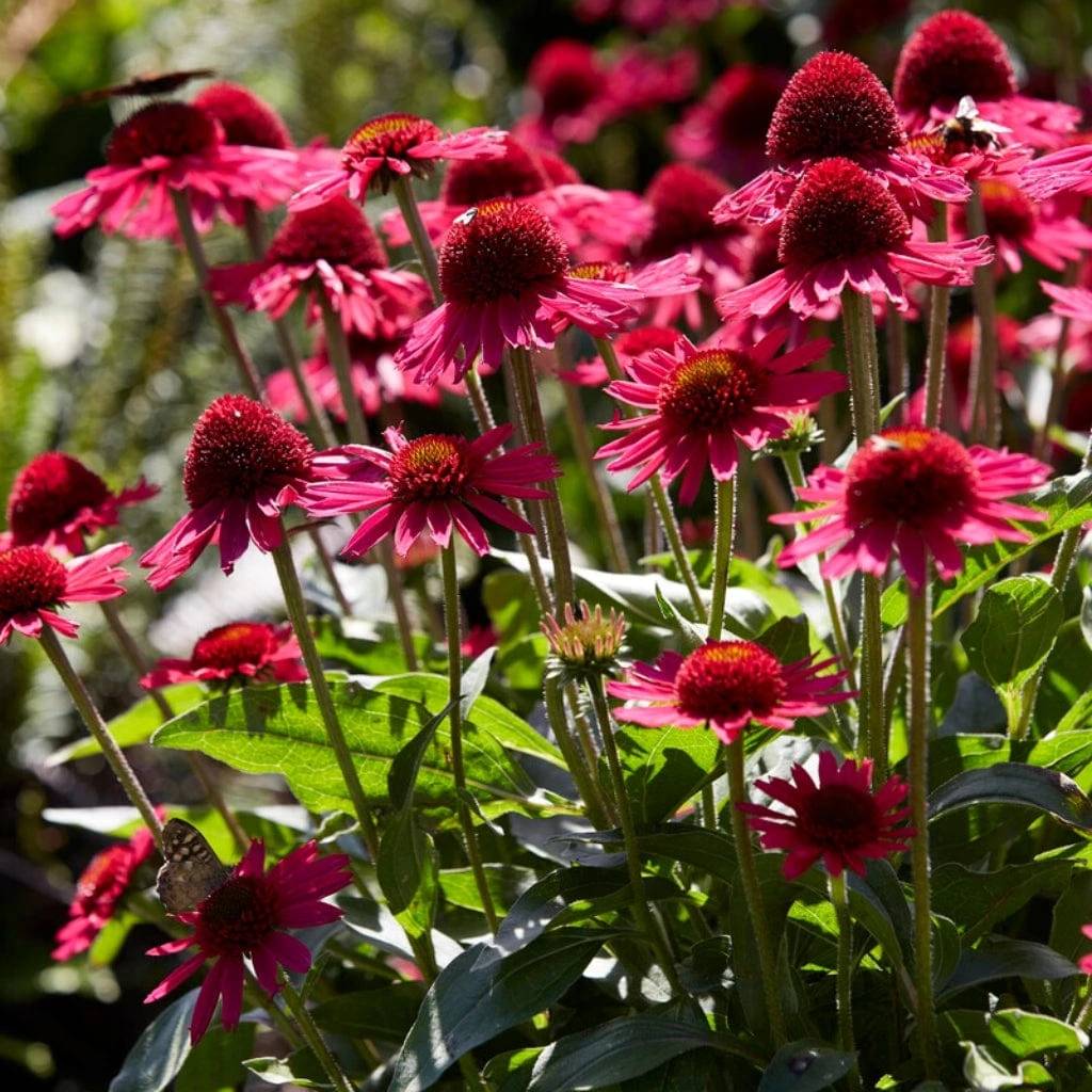 Echinacea 'Delicious Candy' - Image 3