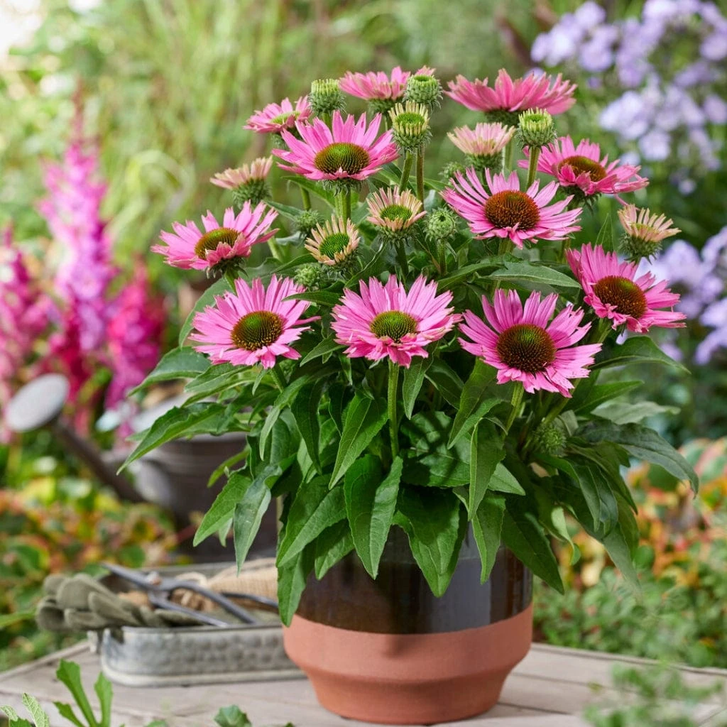 Ultimate Echinacea Collection - Image 4