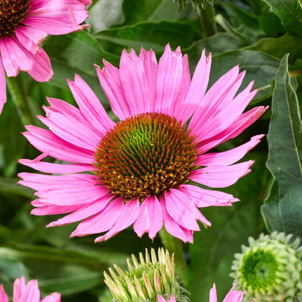Ultimate Echinacea Collection - Image 3