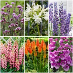 Top Tall Perennials | Plants For Height And Structure