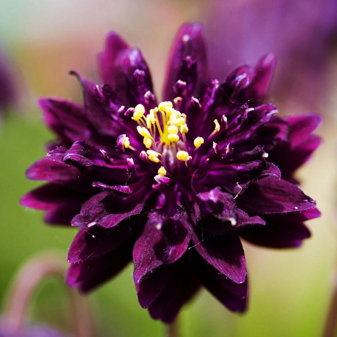 Aquilegia 'Black Barlow' - Image 2