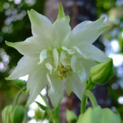 Aquilegia 'Green Apples'