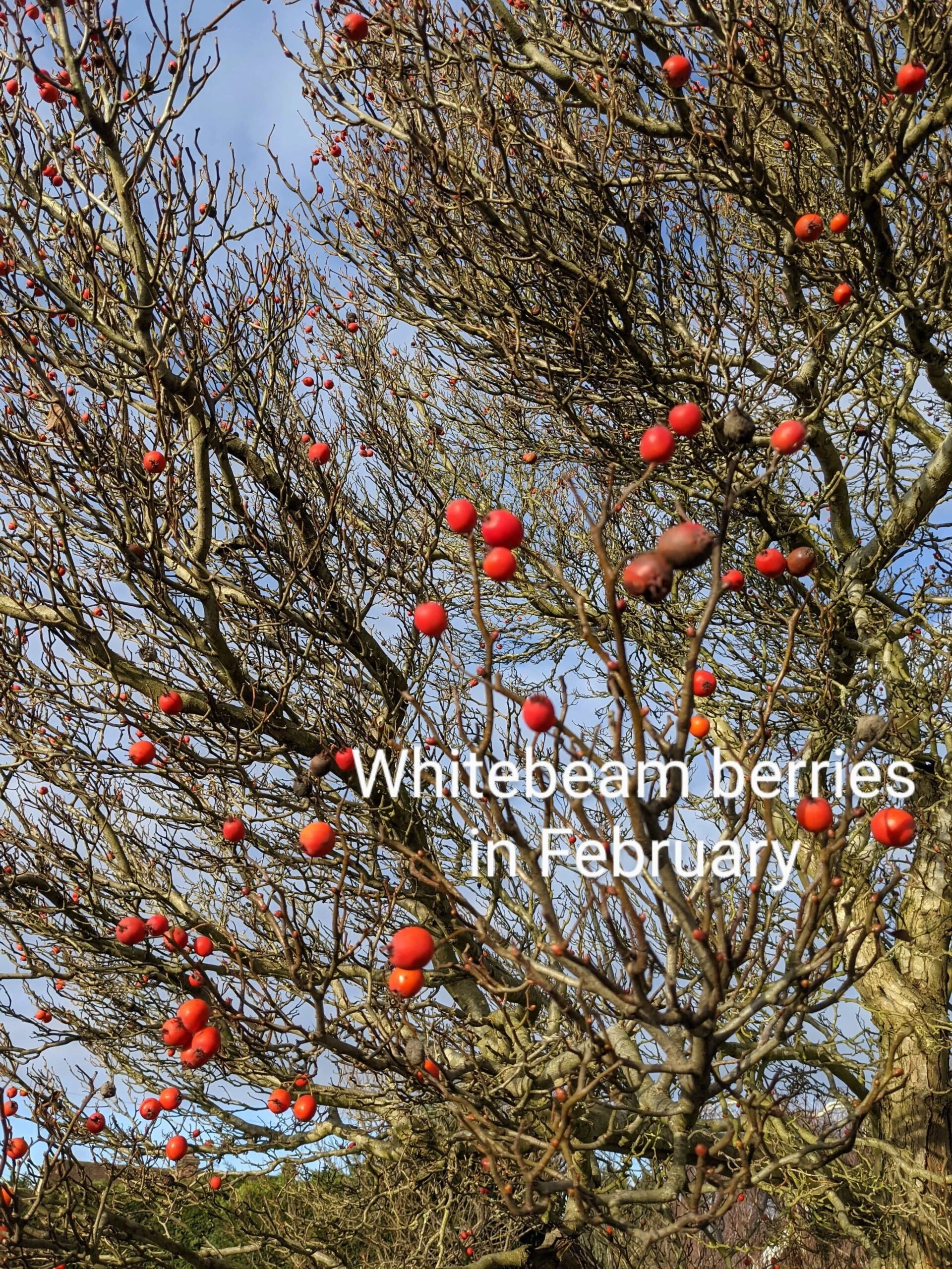 Whitebeam Tree | Sorbus Aria 'Lutescens' - Image 2