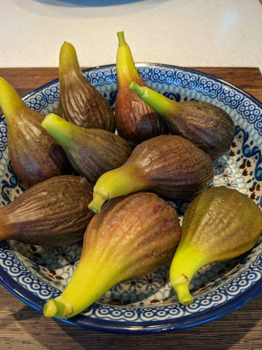 The 3 Best Fruits To Grow In Pots | Nectarine, Fig & Blueberry - Image 5