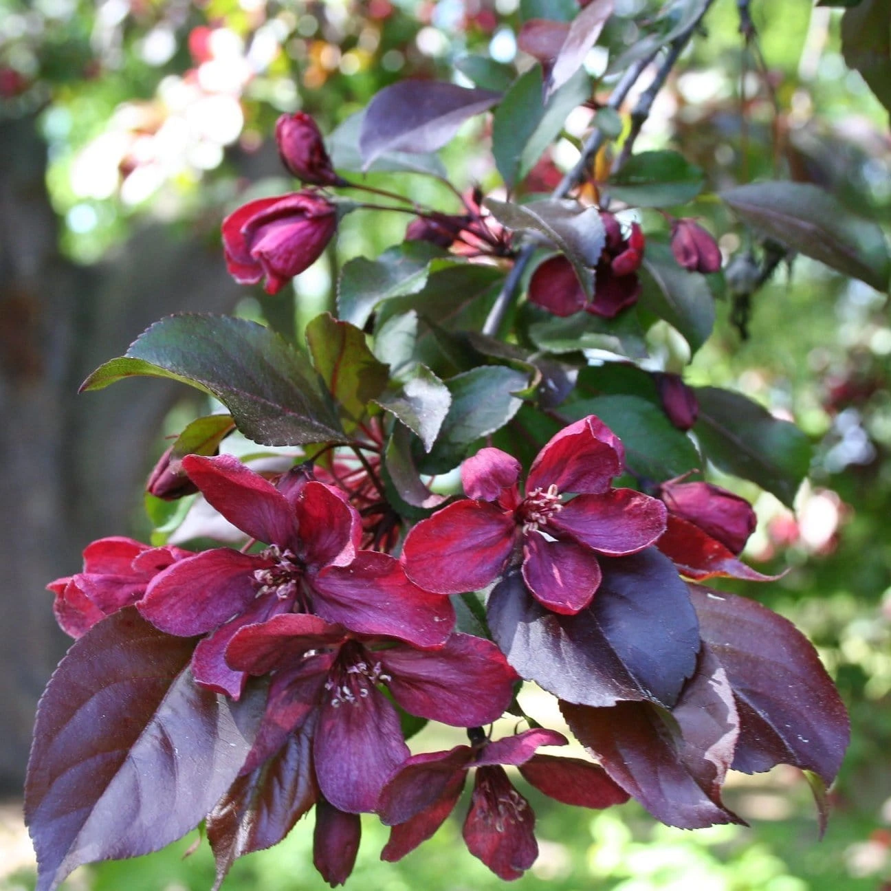Royalty Crabapple Tree - Image 2