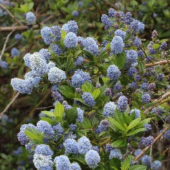 Ceanothus Thrysiflorus 'Repens'