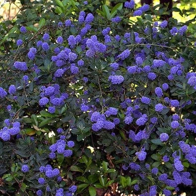 Best Evergreen Shrubs - Image 2
