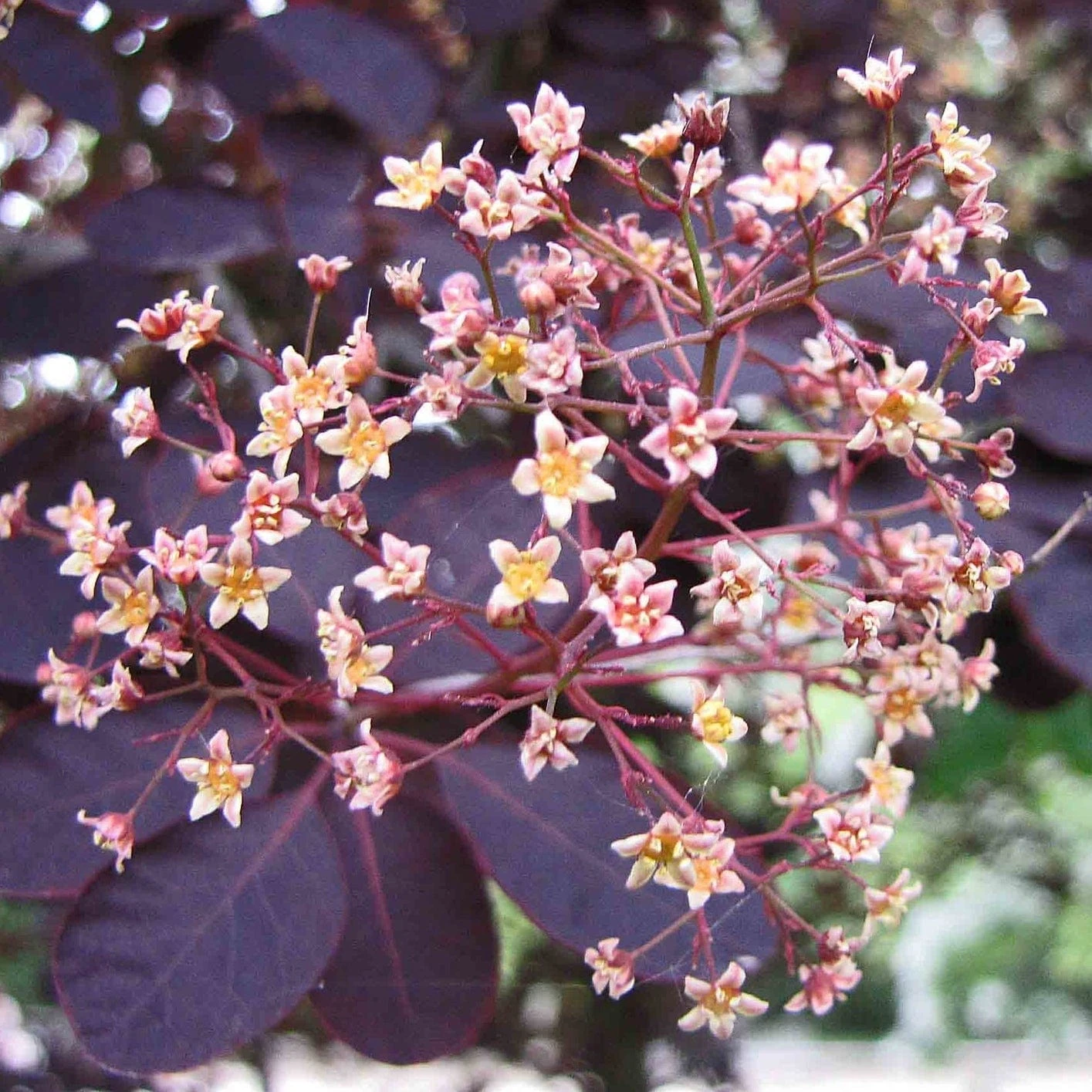 Best Flowering Shrubs - Image 3