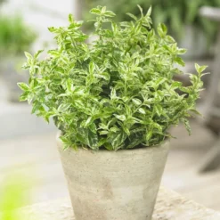 Euonymus 'Harlequin'