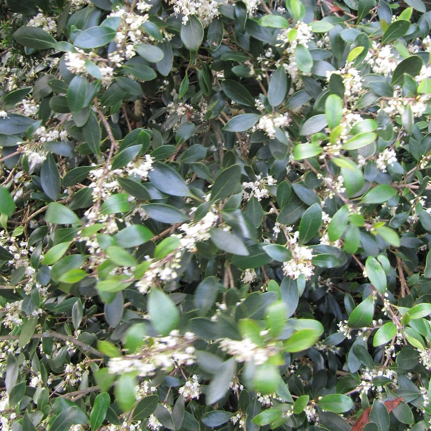 Best Evergreen Shrubs - Image 3