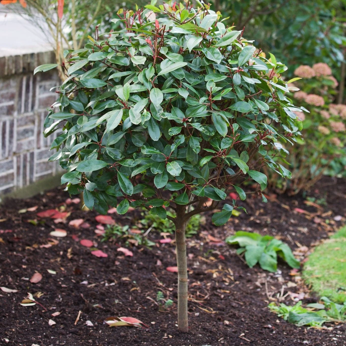 Photinia 'Red Robin' - Image 3