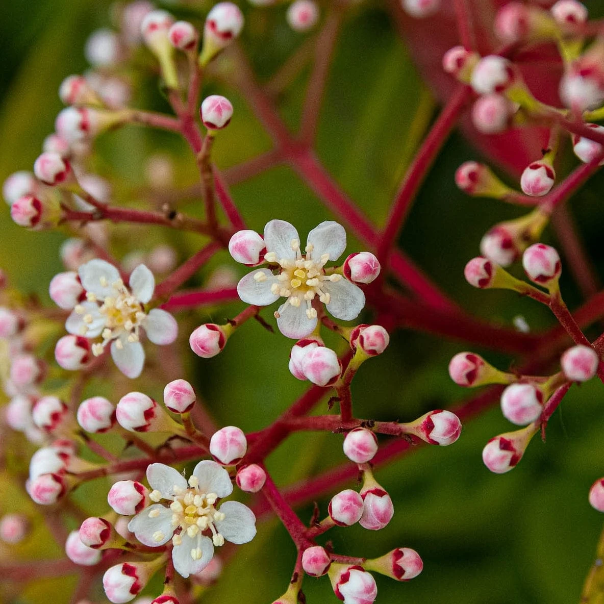 Photinia 'Red Robin' - Image 4