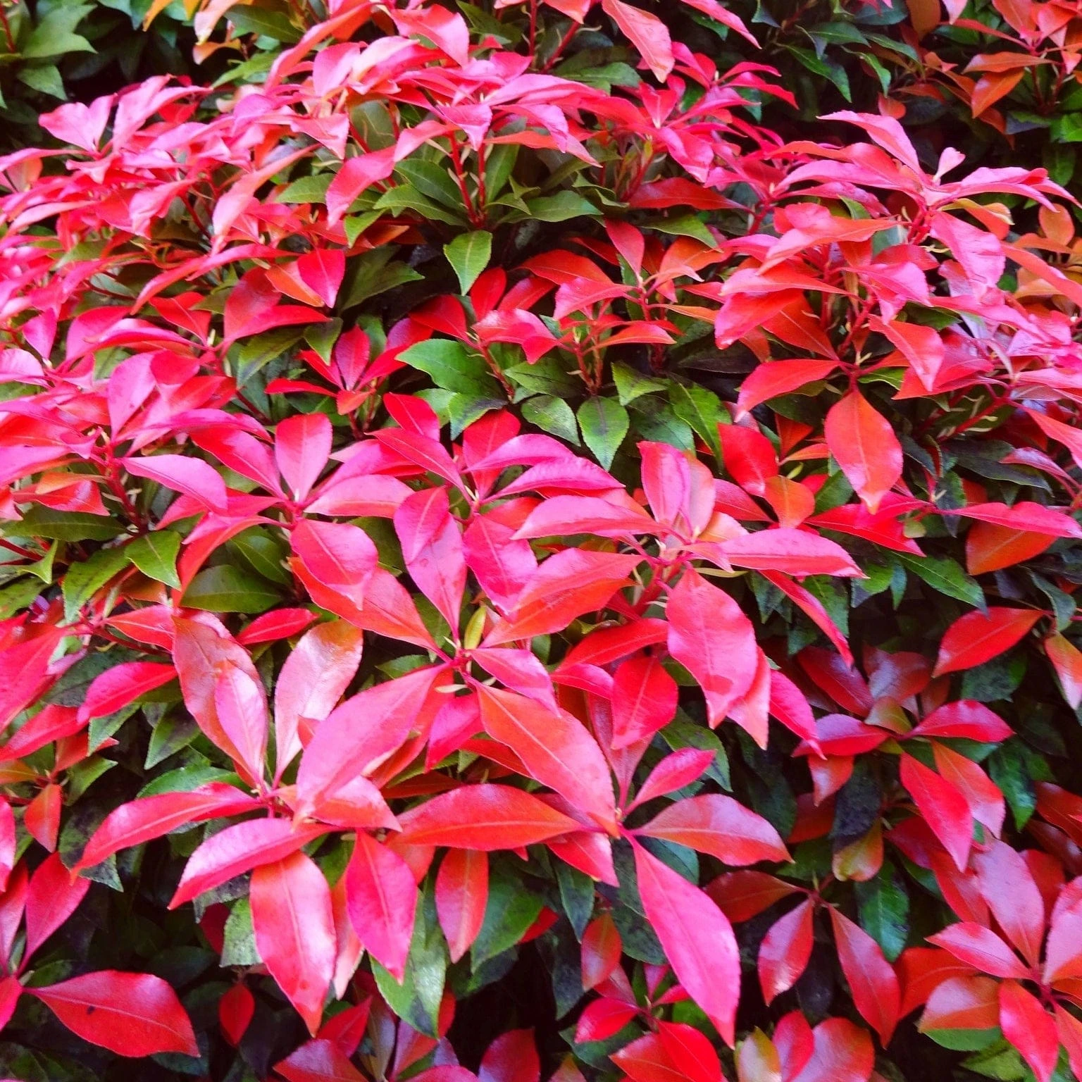 Best Evergreen Shrubs - Image 5