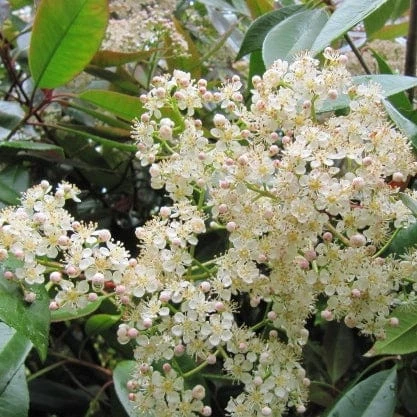 Best Flowering Shrubs - Image 2
