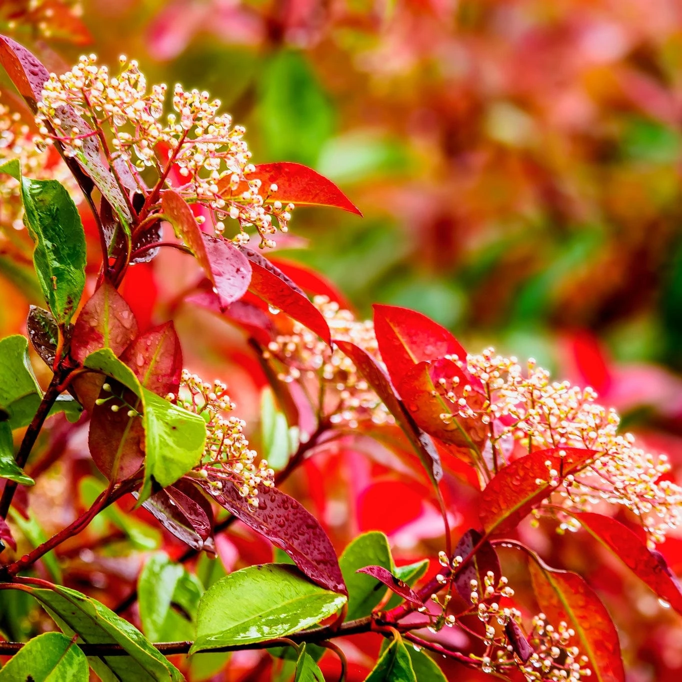 Photinia 'Red Robin' - Image 2