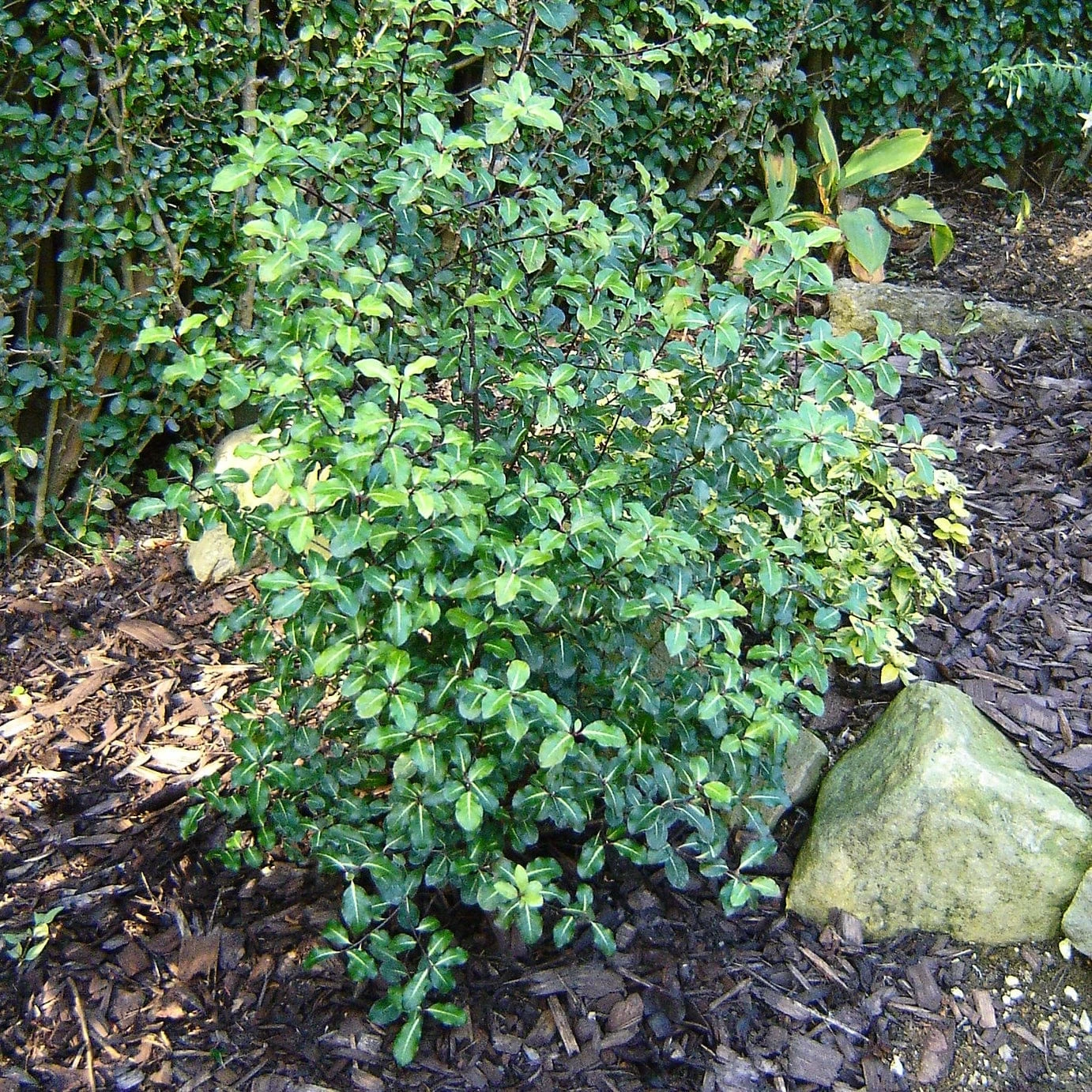 Best Evergreen Shrubs - Image 4