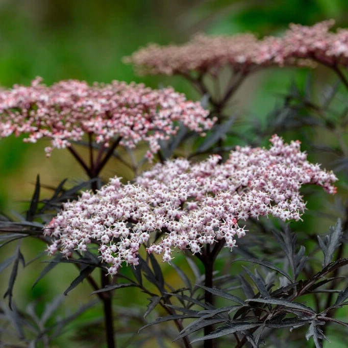 Best Flowering Shrubs - Image 4