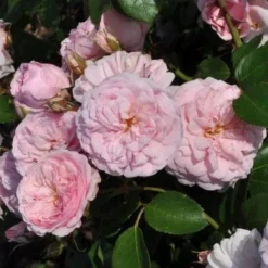 'My Beloved Mother' Shrub Rose